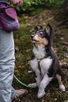 young male Collie