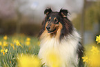Collie