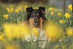 Collie