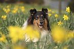 Collie