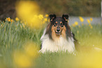 Collie
