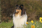 Collie