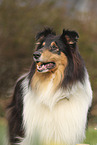 Collie