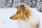 Collie