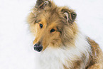 Collie