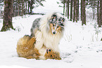 Collies