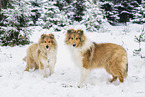 Collies