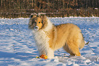 Collie
