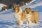 Collies
