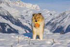 Collie