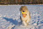 Collie