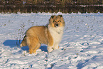 Collie