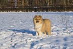 Collie