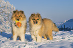Collies