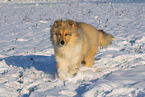 Collie