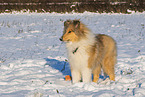 Collie
