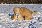 Collies