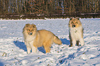 Collies