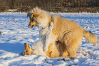 Collies