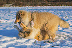 Collies