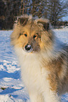 Collie