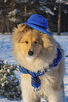 Collie