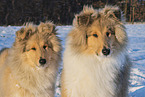 Collies