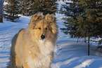 Collie