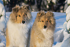 Collies