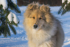 Collie