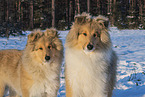 Collies