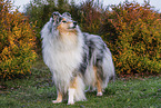 Collie