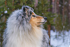 Collie
