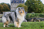 Collie