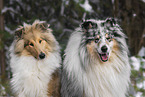 Collies