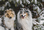 Collies