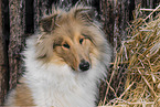 Collie