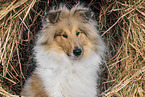 Collie