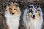 Collies