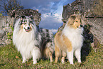 Collies