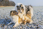 Collies