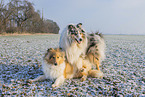 Collies