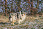 Collie