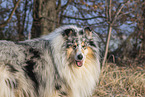 Collie