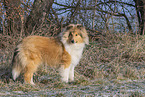 Collie