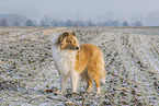 Collie