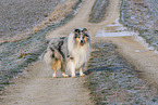 Collie