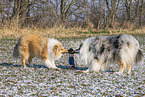 Collies