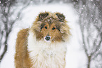 Collie