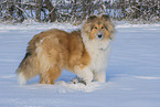 Collie